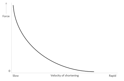 Why Isometric exercises stimulate strength better than dynamic exercises